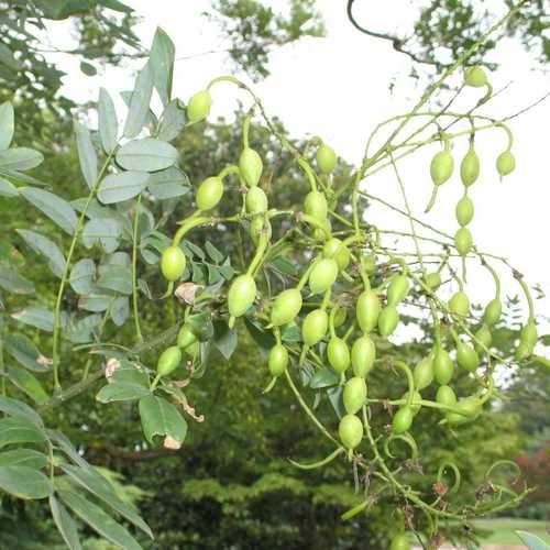 Sophora japonica Princeton Upright - Future Forests