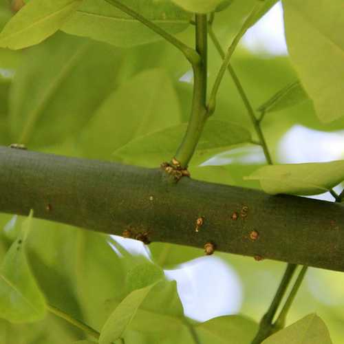 Sophora japonica Princeton Upright - Future Forests