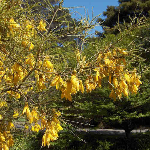 Sophora microphylla Sunking