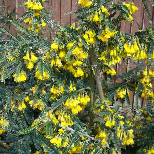 Sophora microphylla Sunking