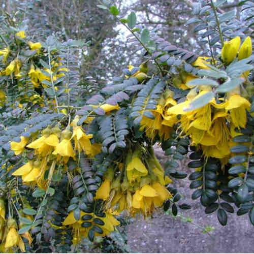 Sophora microphylla Sunking