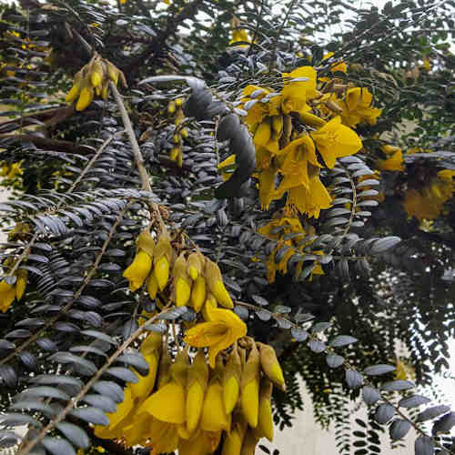 Sophora microphylla Sunking