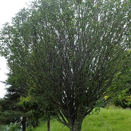 Sorbus x thuringiaca Fastigiata