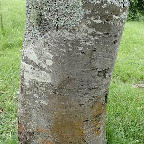 Sorbus x thuringiaca Fastigiata