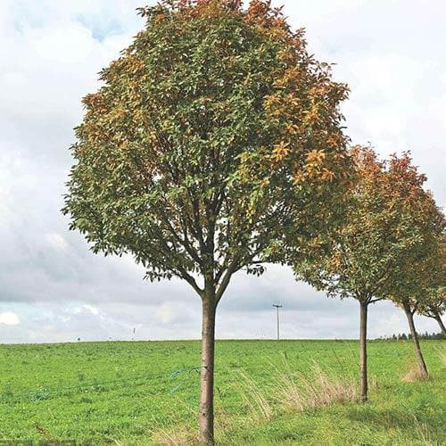 Sorbus x thuringiaca Fastigiata