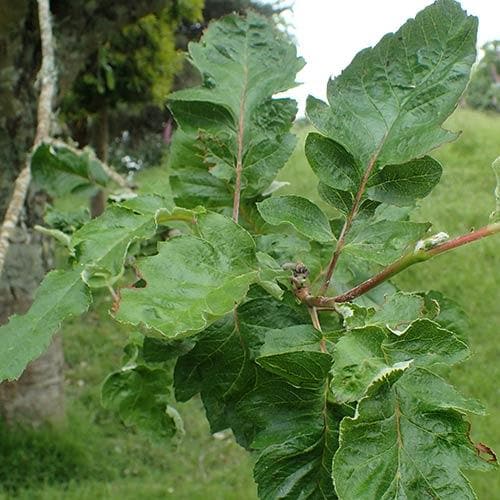 Sorbus x thuringiaca Fastigiata