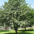 Sorbus aria - Whitebeam Bareroot | 1ft+ / Not provided / Young plant