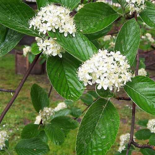 Sorbus aria - Whitebeam - Future Forests