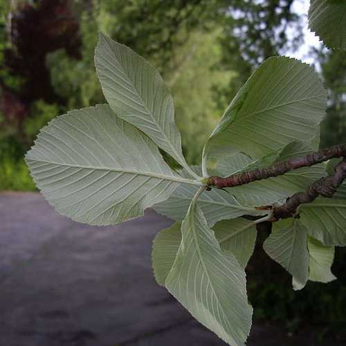 Sorbus aria - Whitebeam - Future Forests