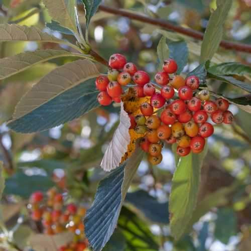 Sorbus aria - Whitebeam - Future Forests