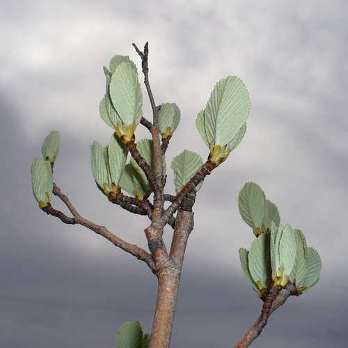 Sorbus aria - Whitebeam - Future Forests