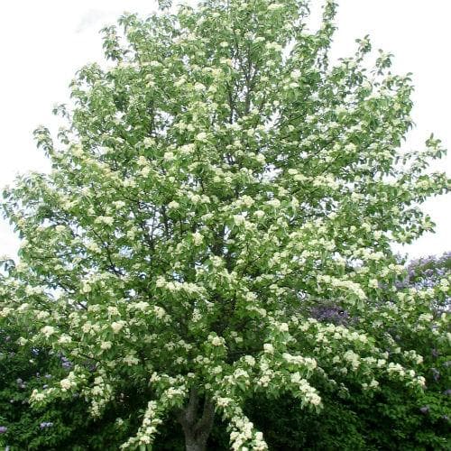 Sorbus Aria Lutescens - Future Forests