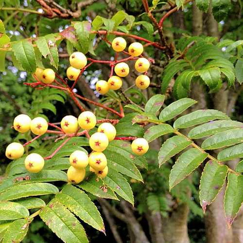 Sorbus Joseph Rock - Future Forests
