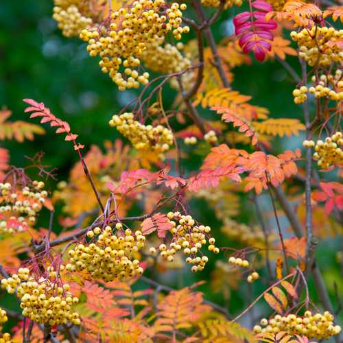 Sorbus Joseph Rock - Future Forests