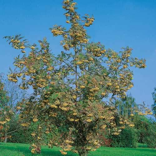 Sorbus Joseph Rock - Future Forests