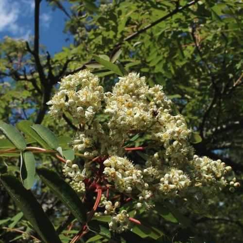 Sorbus pseudohupehensis Pink Pagoda - Future Forests
