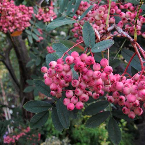 Sorbus pseudohupehensis Pink Pagoda