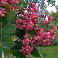 Sorbus pseudohupehensis Pink Pagoda