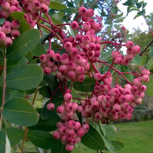 Sorbus pseudohupehensis Pink Pagoda