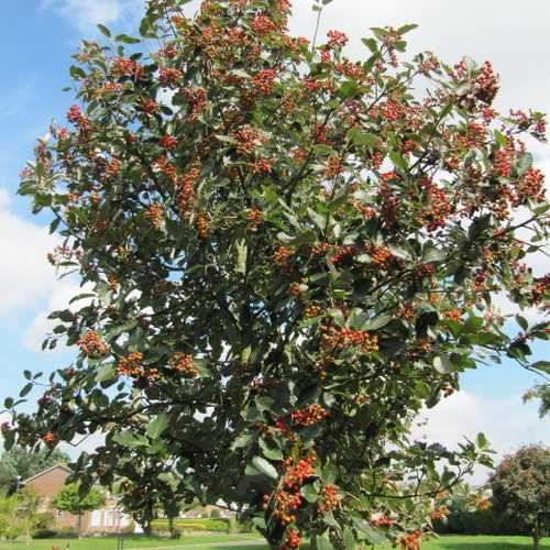 Sorbus Aria Lutescens - Future Forests