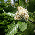 Sorbus aria Majestica - Future Forests