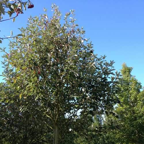 Sorbus aria Majestica - Future Forests
