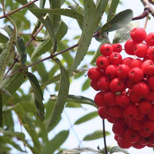 Sorbus aria Majestica - Future Forests
