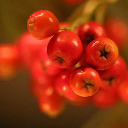 Sorbus aria Majestica - Future Forests