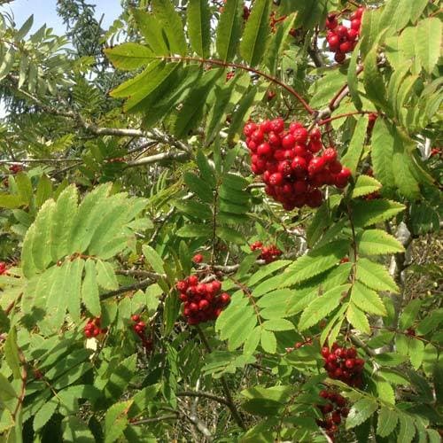 Sorbus aucuparia - Rowan - Future Forests