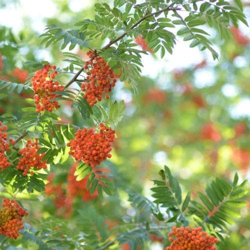 Sorbus aucuparia - Rowan - Future Forests