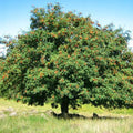 Sorbus aucuparia - Rowan 1-2ft Bareroot