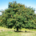Sorbus aucuparia - Rowan Bareroot | 2-3ft / N/A / Certified Irish seed