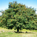 Sorbus aucuparia - Rowan Bareroot | 4-5ft / Not provided / Not provided