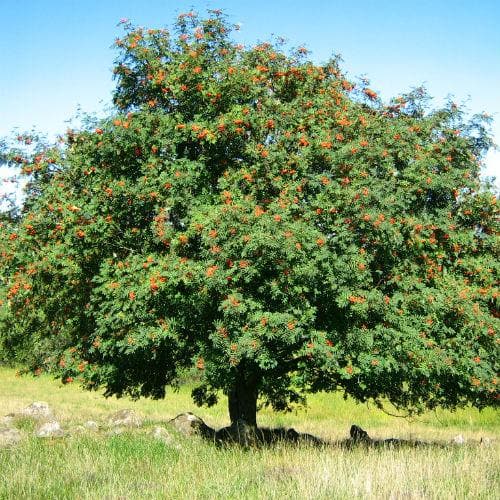Sorbus aucuparia - Rowan Bareroot | 4-5ft / Not provided / Not provided