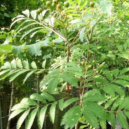 Sorbus aucuparia Asplenifolia - Future Forests
