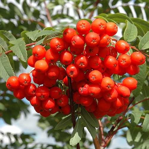 Sorbus aucuparia Cardinal Royal - Future Forests