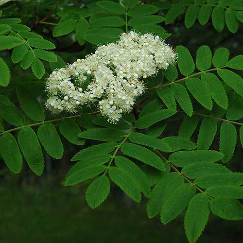 Sorbus aucuparia Cardinal Royal - Future Forests