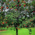 Sorbus aucuparia Cardinal Royal - Future Forests