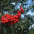 Sorbus aucuparia Sheerwater Seedling - Future Forests