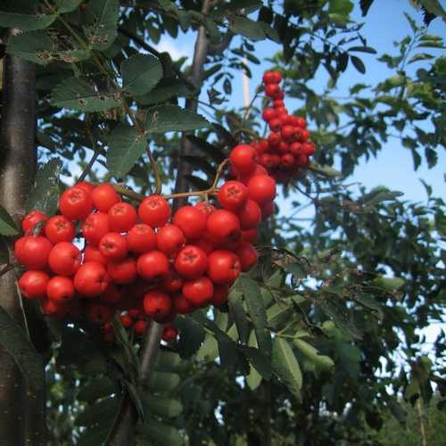 Sorbus aucuparia Sheerwater Seedling - Future Forests