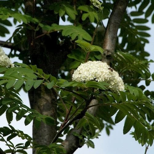 Sorbus aucuparia Sheerwater Seedling - Future Forests