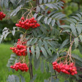 Sorbus aucuparia Asplenifolia - Future Forests