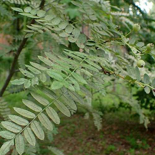 Sorbus cashmiriana - Kashmir Rowan - Future Forests