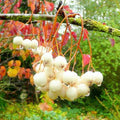 Sorbus cashmiriana - Kashmir Rowan - Future Forests