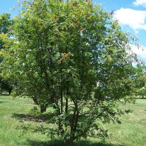 Sorbus commixta - Future Forests