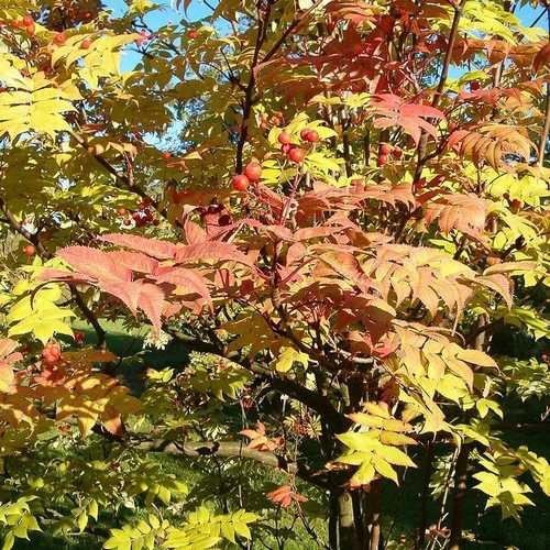 Sorbus commixta - Future Forests