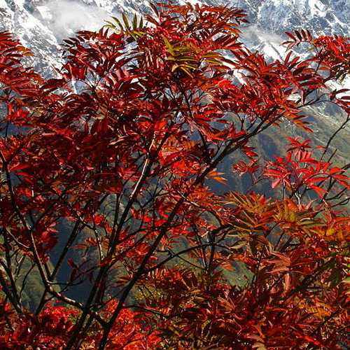 Sorbus commixta - Future Forests