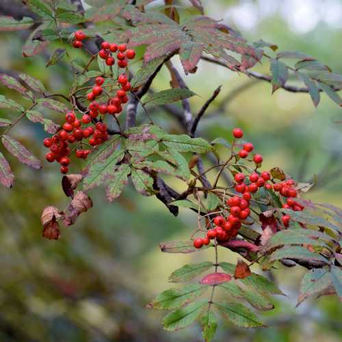 Sorbus commixta - Future Forests