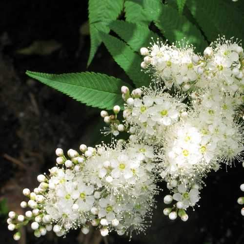 Sorbus commixta - Future Forests