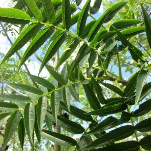 Sorbus commixta Olympic Flame - Future Forests